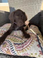 Coming soon (July) , a  German Shorthaired Pointer and Vizsla for sale in Rio Linda, CA – 5 of 7