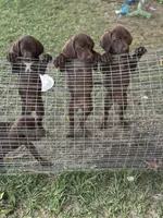 Coming soon (July) , a  German Shorthaired Pointer and Vizsla for sale in Rio Linda, CA – 2 of 7