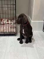 Coming soon (July) , a  German Shorthaired Pointer and Vizsla for sale in Rio Linda, CA – 4 of 7
