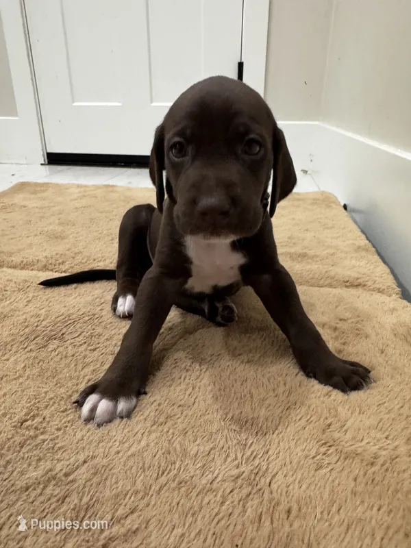 Blue 🫐 – German Shorthaired Pointer, Vizsla puppy for sale in Rio Linda, CA