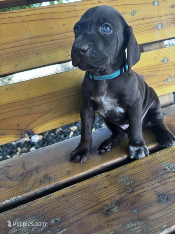 L Blue 🌊 – German Shorthaired Pointer, Vizsla puppy for sale in Rio Linda, CA