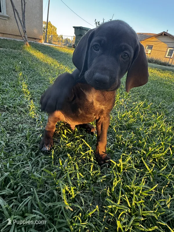 Gray  🩶 – German Shorthaired Pointer, Vizsla puppy for sale in Rio Linda, CA