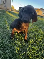 Gray  🩶, a male German Shorthaired Pointer and Vizsla for sale in Rio Linda, CA – 6 of 9