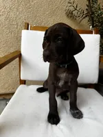 L Blue 🌊, a male German Shorthaired Pointer and Vizsla for sale in Rio Linda, CA – 4 of 10