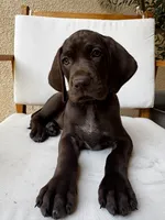 Black 🐼, a male German Shorthaired Pointer and Vizsla for sale in Rio Linda, CA – 6 of 10