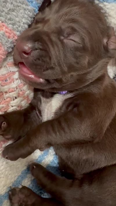 Purple 💜, a male German Shorthaired Pointer and Vizsla for sale in Rio Linda, CA – 6 of 8