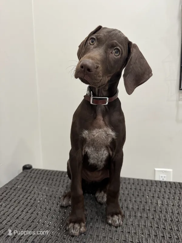 Lexi  – German Shorthaired Pointer, Vizsla puppy for sale in Rio Linda, CA