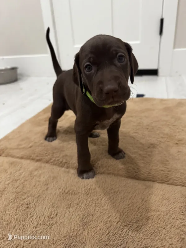 Lime 🍋‍🟩  – German Shorthaired Pointer, Vizsla puppy for sale in Rio Linda, CA