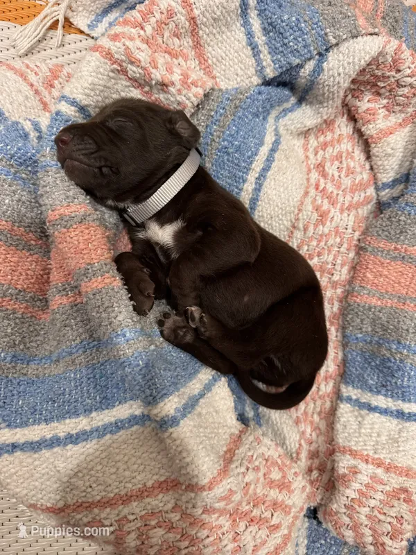 Gray  🩶 – German Shorthaired Pointer, Vizsla puppy for sale in Rio Linda, CA