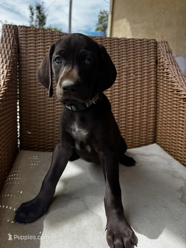 Yellow 🍋 – German Shorthaired Pointer, Vizsla puppy for sale in Rio Linda, CA