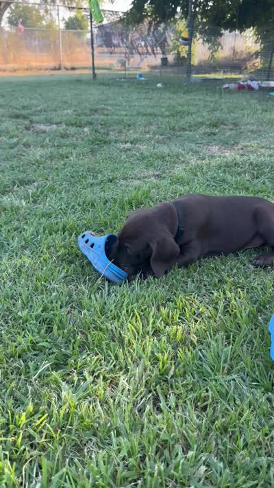 Black 🐼, a male German Shorthaired Pointer and Vizsla for sale in Rio Linda, CA – 10 of 10