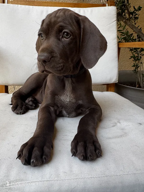 Black 🐼 – German Shorthaired Pointer, Vizsla puppy for sale in Rio Linda, CA
