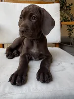 Black 🐼, a male German Shorthaired Pointer and Vizsla for sale in Rio Linda, CA – 1 of 10