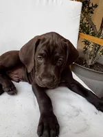 Black 🐼, a male German Shorthaired Pointer and Vizsla for sale in Rio Linda, CA – 3 of 10