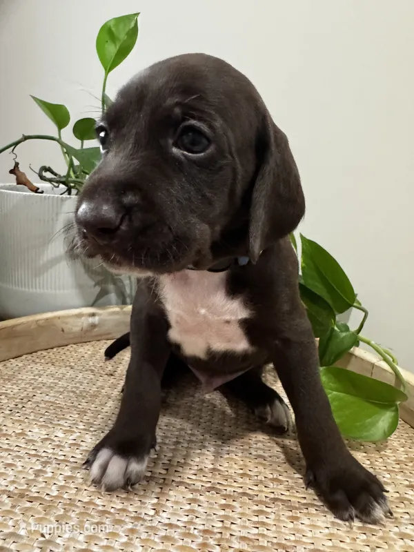 Blue 🫐 – German Shorthaired Pointer, Vizsla puppy for sale in Rio Linda, CA