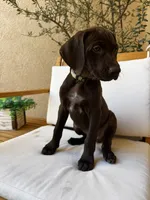 Yellow 🍋, a female German Shorthaired Pointer and Vizsla for sale in Rio Linda, CA – 5 of 9