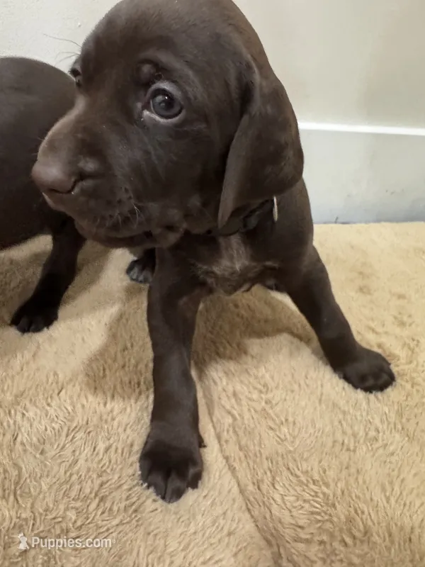 Black 🐼 – German Shorthaired Pointer, Vizsla puppy for sale in Rio Linda, CA