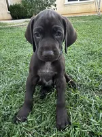 Black 🐼, a male German Shorthaired Pointer and Vizsla for sale in Rio Linda, CA – 7 of 10