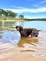 Pink 🎀, a female German Shorthaired Pointer and Vizsla for sale in Rio Linda, CA – 7 of 8