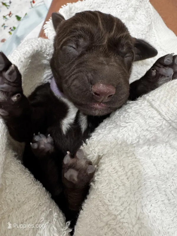 Violet  – German Shorthaired Pointer, Vizsla puppy for sale in Rio Linda, CA