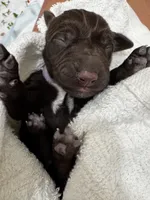 Violet , a female German Shorthaired Pointer and Vizsla for sale in Rio Linda, CA – 1 of 1