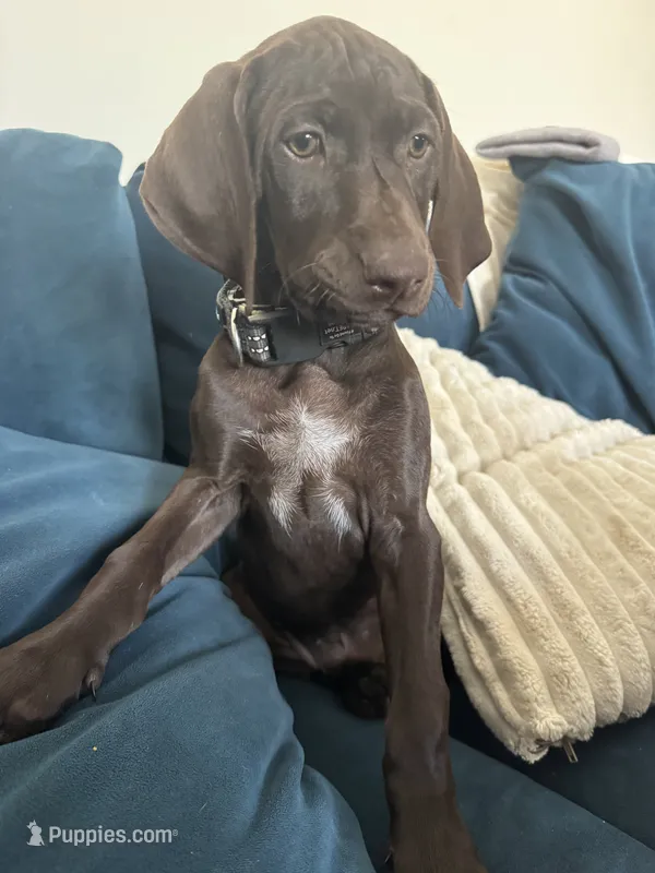 Girl/Yellow 🍋 – German Shorthaired Pointer, Vizsla puppy for sale in Rio Linda, CA
