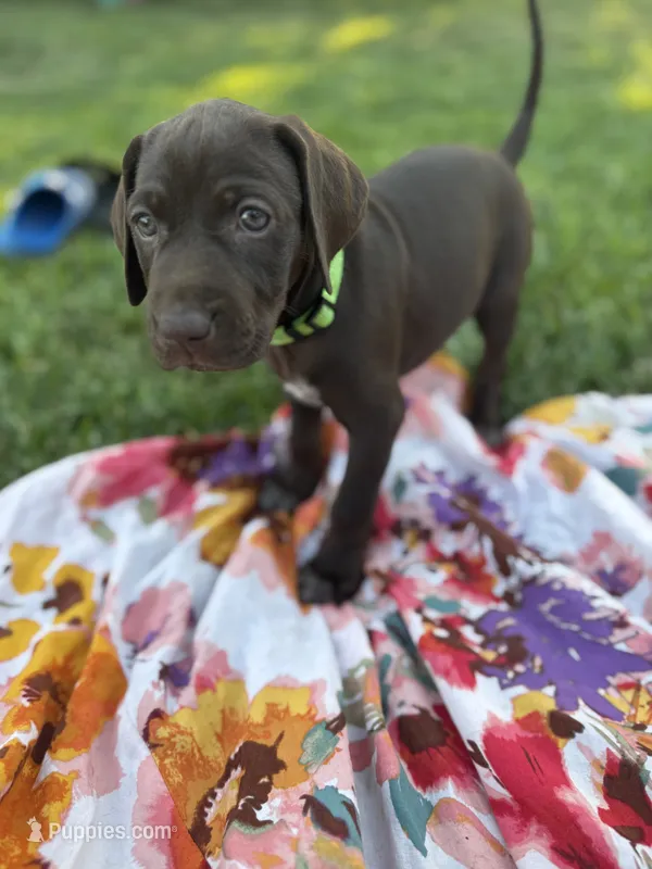 Lime 🍋‍🟩  – German Shorthaired Pointer, Vizsla puppy for sale in Rio Linda, CA