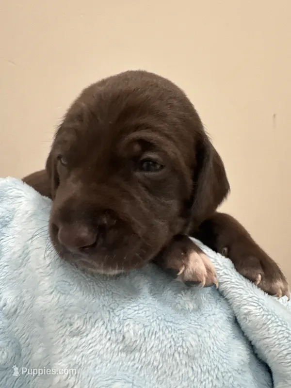 Blue 🫐 – German Shorthaired Pointer, Vizsla puppy for sale in Rio Linda, CA