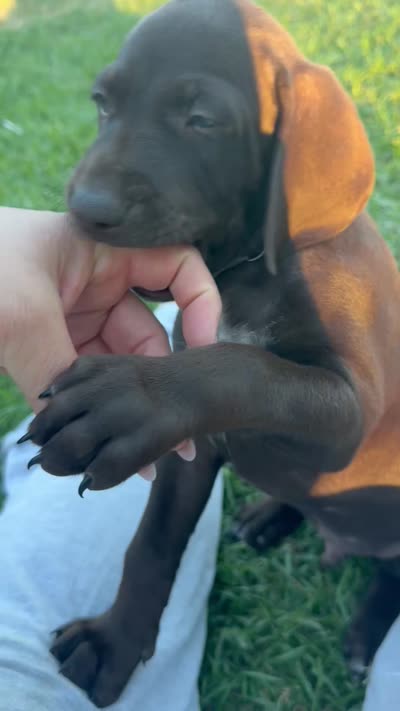 Gray  🩶, a male German Shorthaired Pointer and Vizsla for sale in Rio Linda, CA – 9 of 9