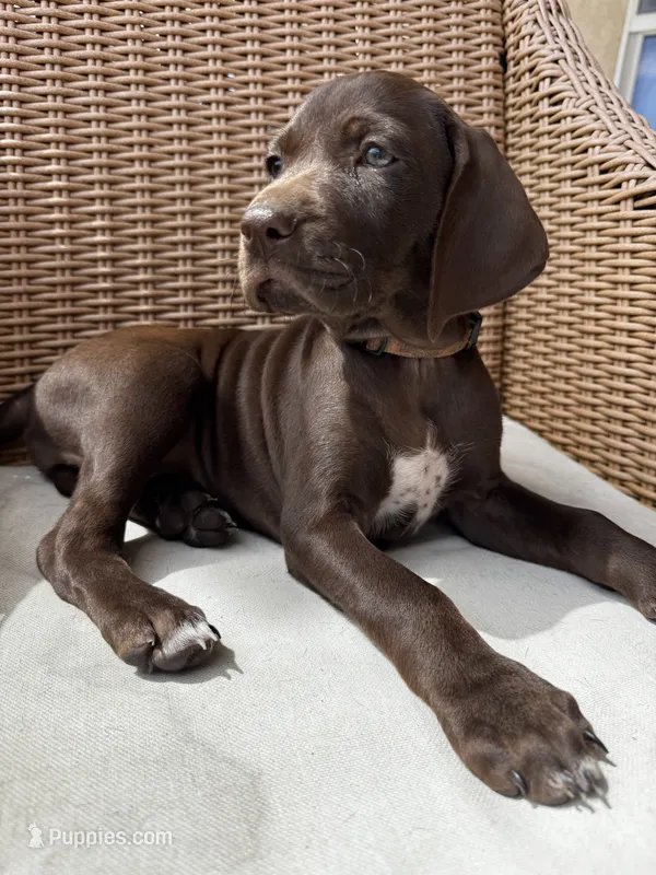 Orange 🍑 – German Shorthaired Pointer, Vizsla puppy for sale in Rio Linda, CA
