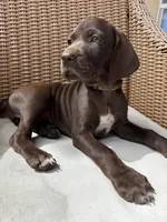 Orange 🍑, a female German Shorthaired Pointer and Vizsla for sale in Rio Linda, CA – 1 of 10