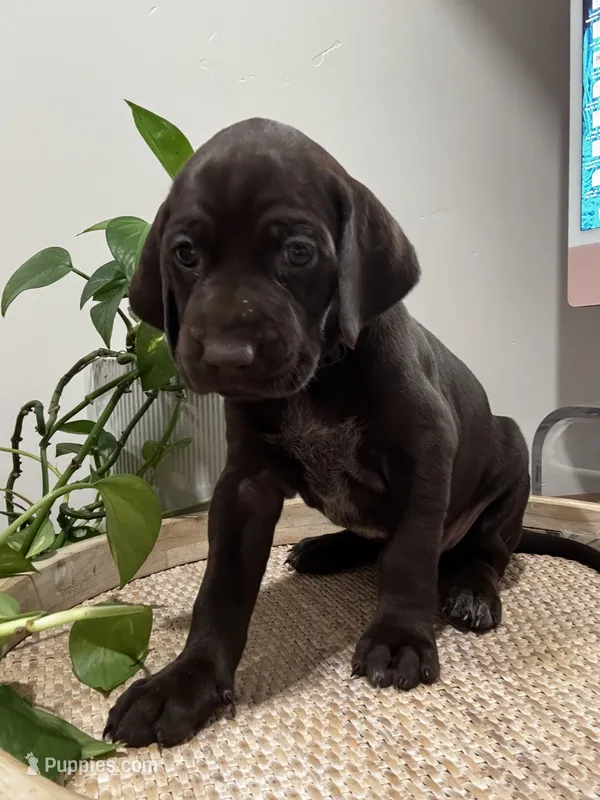 Black 🐼 – German Shorthaired Pointer, Vizsla puppy for sale in Rio Linda, CA