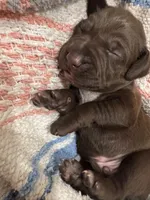 Purple 💜, a male German Shorthaired Pointer and Vizsla for sale in Rio Linda, CA – 4 of 8