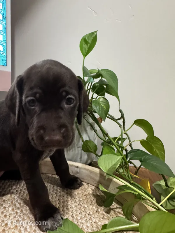 Lime 🍋‍🟩  – German Shorthaired Pointer, Vizsla puppy for sale in Rio Linda, CA