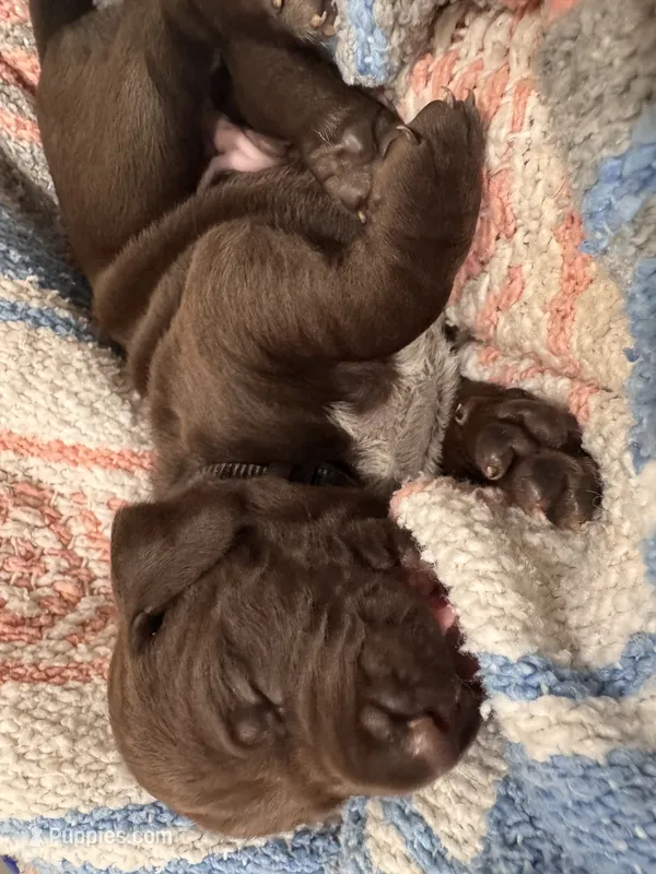 Black 🐼 – German Shorthaired Pointer, Vizsla puppy for sale in Rio Linda, CA