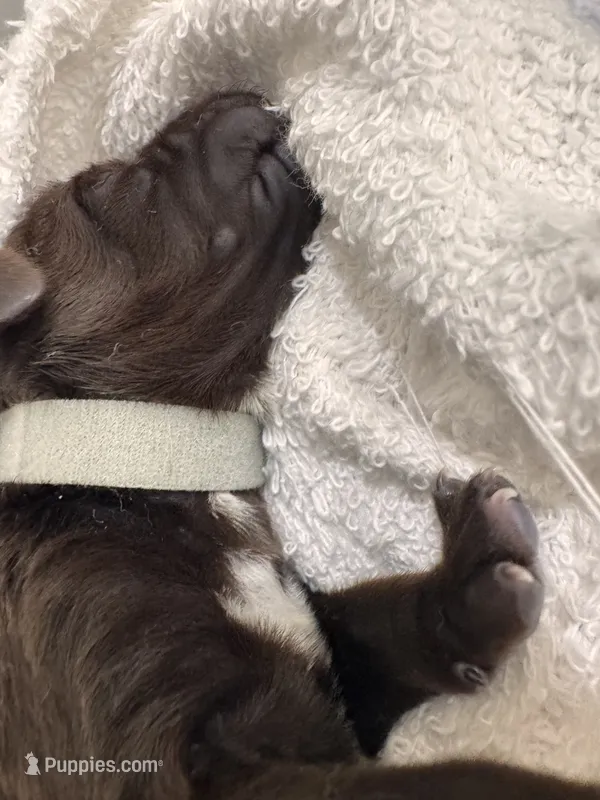 Gray   – German Shorthaired Pointer, Vizsla puppy for sale in Rio Linda, CA