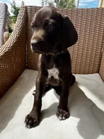 Orange 🍑, a female German Shorthaired Pointer and Vizsla for sale in Rio Linda, CA – 2 of 10