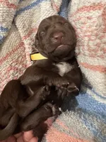 Yellow 🍋, a female German Shorthaired Pointer and Vizsla for sale in Rio Linda, CA – 3 of 7