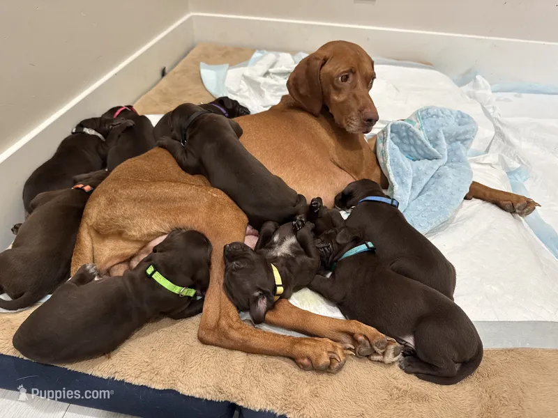 L Blue 🌊 – German Shorthaired Pointer, Vizsla puppy for sale in Rio Linda, CA