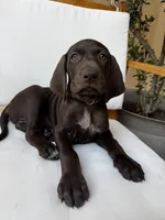 Gray  🩶, a male German Shorthaired Pointer and Vizsla for sale in Rio Linda, CA – 4 of 9