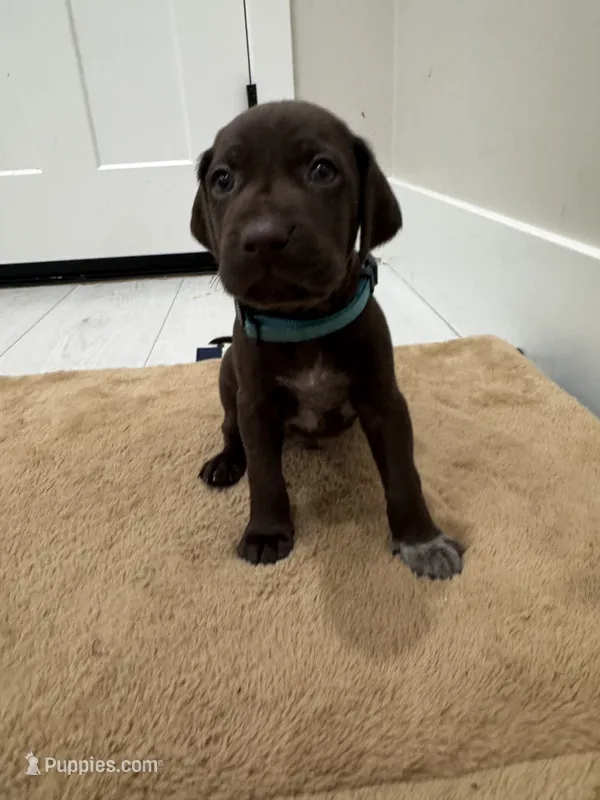 L Blue 🌊 – German Shorthaired Pointer, Vizsla puppy for sale in Rio Linda, CA