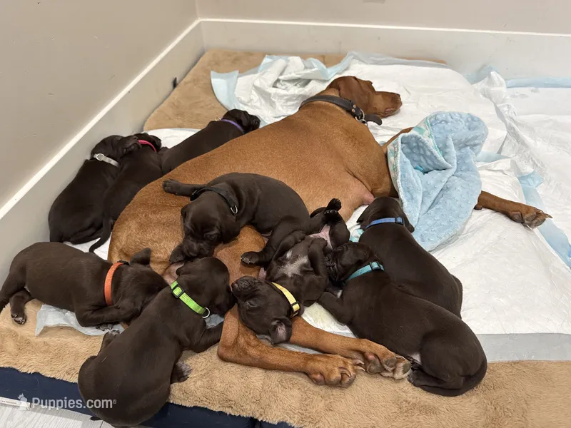 Black 🐼 – German Shorthaired Pointer, Vizsla puppy for sale in Rio Linda, CA