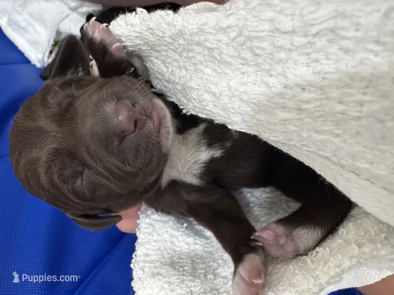 Blue  – German Shorthaired Pointer, Vizsla puppy for sale in Rio Linda, CA