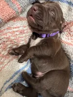 Purple 💜, a male German Shorthaired Pointer and Vizsla for sale in Rio Linda, CA – 3 of 8