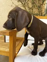 Yellow 🍋, a female German Shorthaired Pointer and Vizsla for sale in Rio Linda, CA – 3 of 9