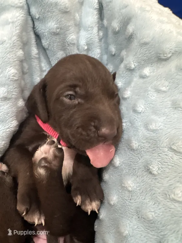 Pink 🎀 – German Shorthaired Pointer, Vizsla puppy for sale in Rio Linda, CA