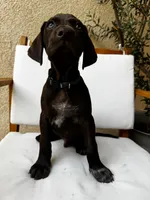 L Blue 🌊, a male German Shorthaired Pointer and Vizsla for sale in Rio Linda, CA – 2 of 10