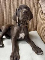 Orange 🍑, a female German Shorthaired Pointer and Vizsla for sale in Rio Linda, CA – 4 of 10