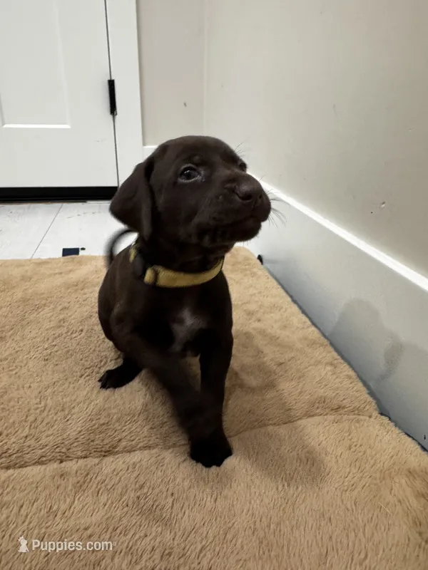 Yellow 🍋 – German Shorthaired Pointer, Vizsla puppy for sale in Rio Linda, CA