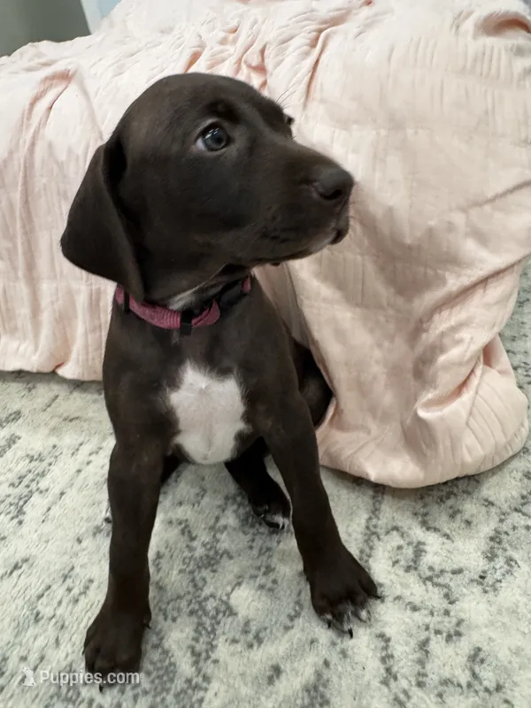 Pink 🎀 – German Shorthaired Pointer, Vizsla puppy for sale in Rio Linda, CA
